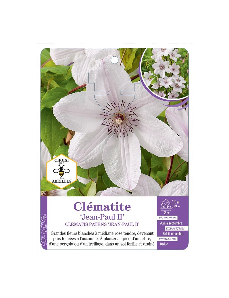 CLEMATIS PATENS JEAN-PAUL II