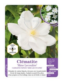 CLEMATIS PATENS MME LECOULTRE
