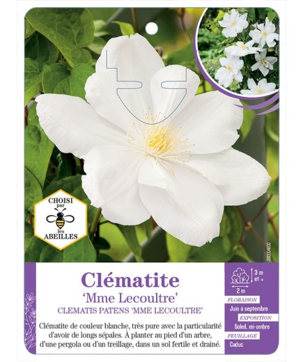 CLEMATIS PATENS MME LECOULTRE