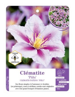CLEMATIS PATENS PIILU