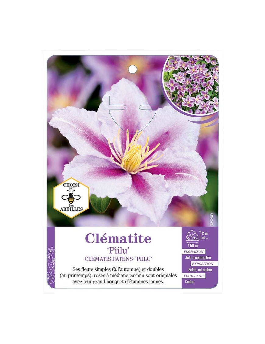 CLEMATIS PATENS PIILU