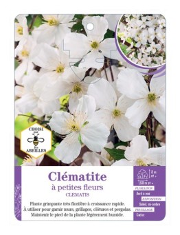 CLEMATIS petites fleurs (blanc)