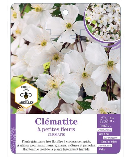 CLEMATIS petites fleurs (blanc)