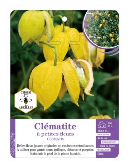 CLEMATIS petites fleurs (jaune)