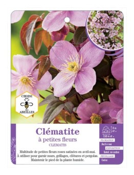 CLEMATIS petites fleurs (rose)