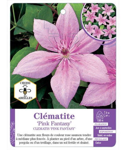 CLEMATIS PINK FANTASY
