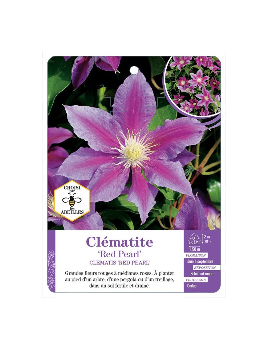 CLEMATIS RED PEARL
