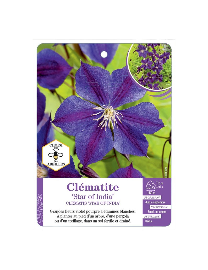 CLEMATIS STAR OF INDIA