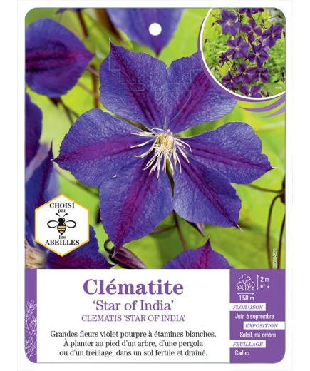 CLEMATIS STAR OF INDIA