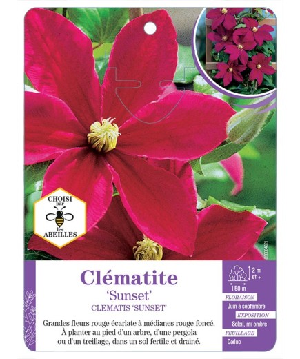 CLEMATIS SUNSET