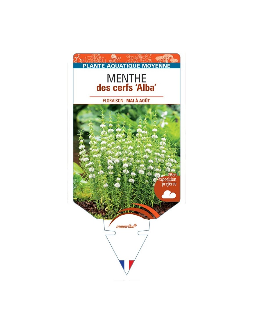 MENTHA cervina Alba voir Menthe des cerfs Alba (blanc)
