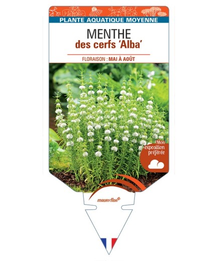 MENTHA cervina Alba voir Menthe des cerfs Alba (blanc)