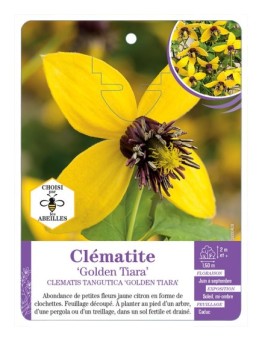 CLEMATIS TANGUTICA GOLDEN TIARA