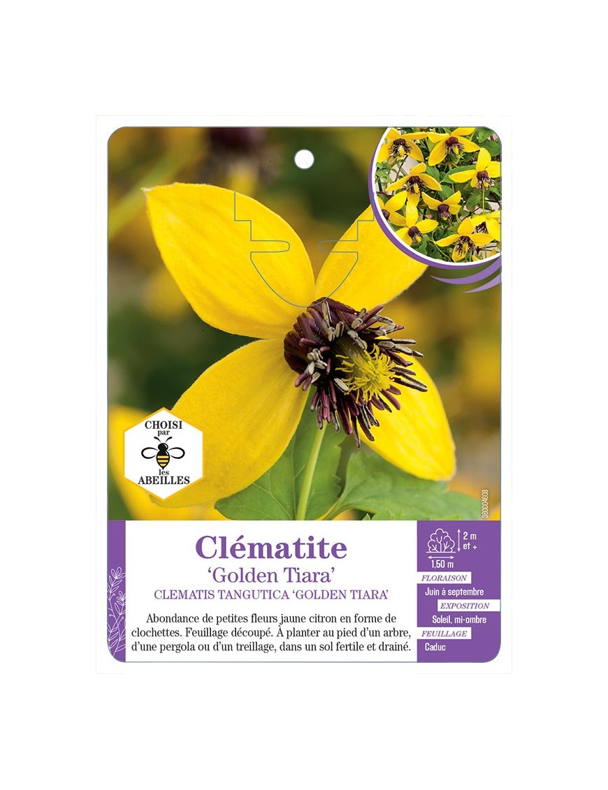 CLEMATIS TANGUTICA GOLDEN TIARA