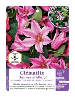 CLEMATIS TEXENSIS DUCHESS OF ALBANY