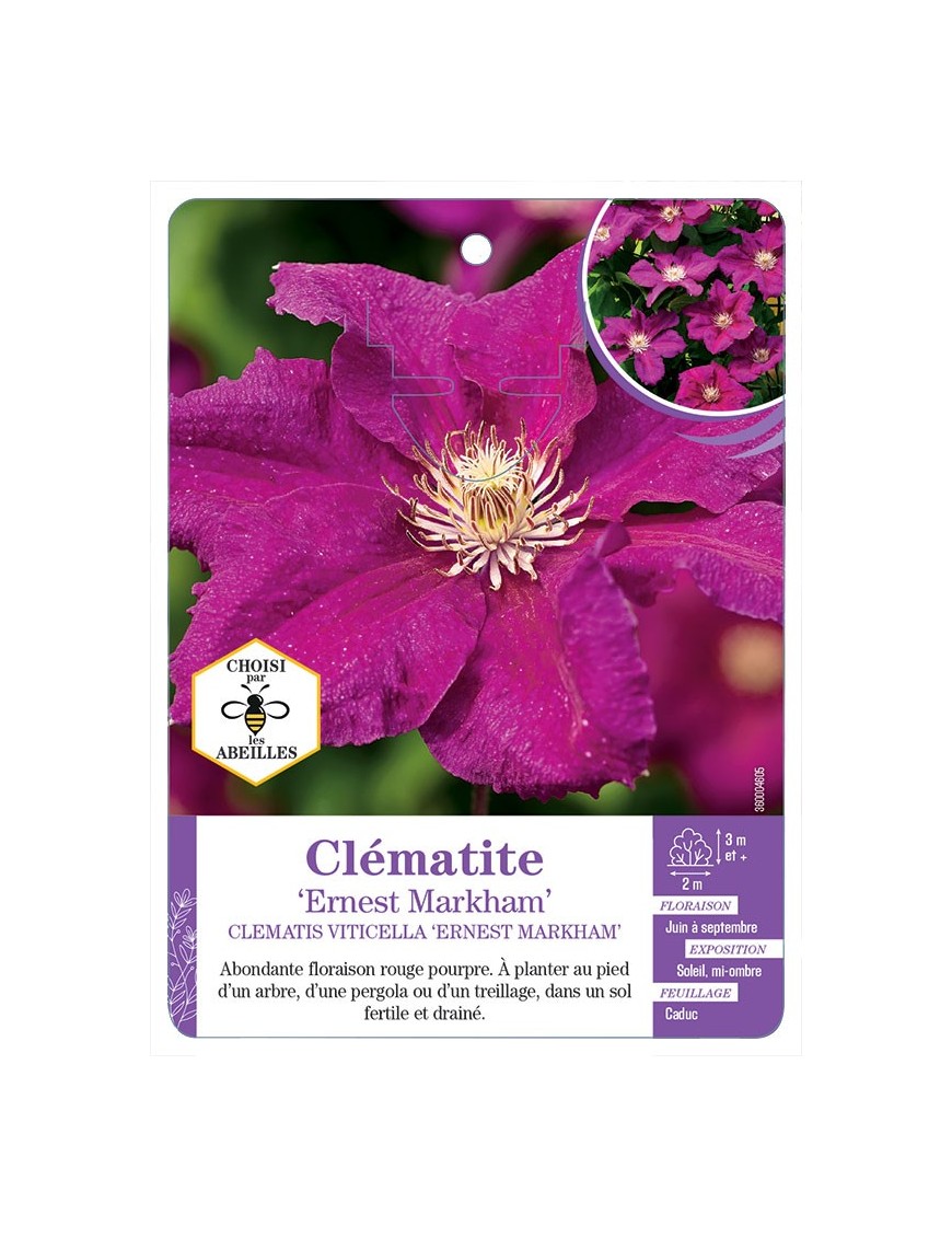 CLEMATIS VITICELLA ERNEST MARKHAM