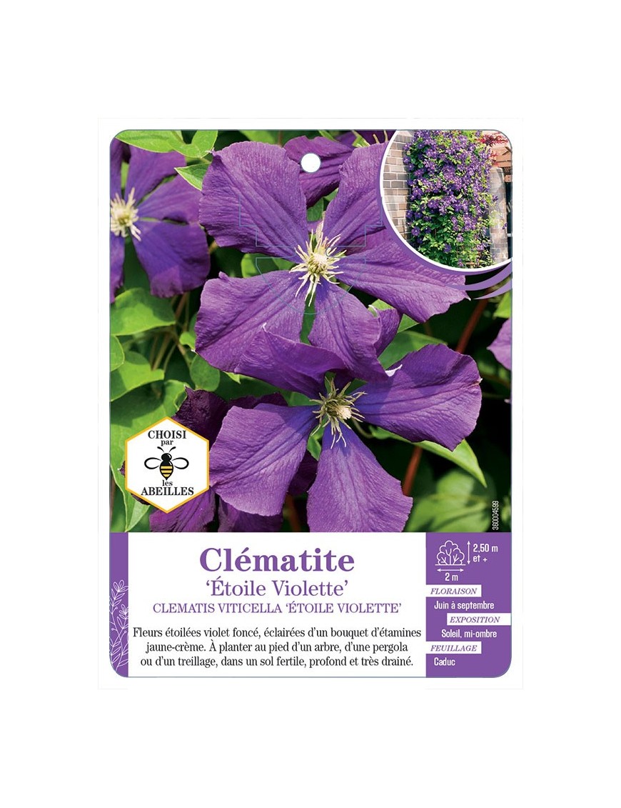 CLEMATIS VITICELLA ÉTOILE VIOLETTE