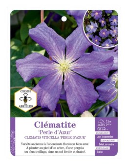 CLEMATIS VITICELLA PERLE D AZUR