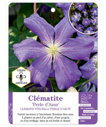 CLEMATIS VITICELLA PERLE D AZUR